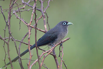 A Blue Faced Malkoha resting in the evening - Free image #475519